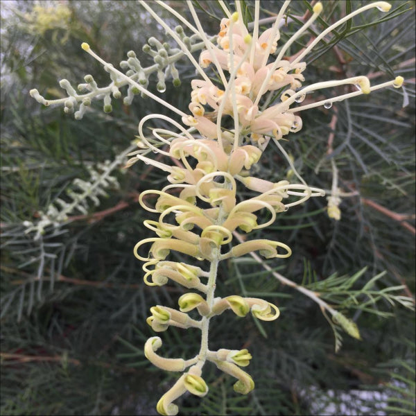 Grevillea Ivory Whip