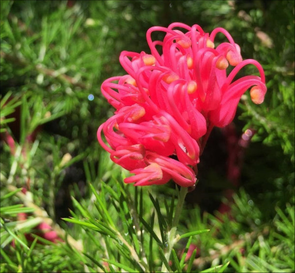 Grevillea Scarlet Sprite