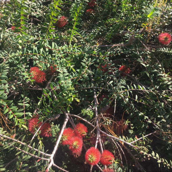 Melaleuca hypericifolia Ulladulla Beacon