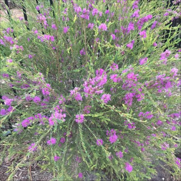 Melaleuca thymifolia