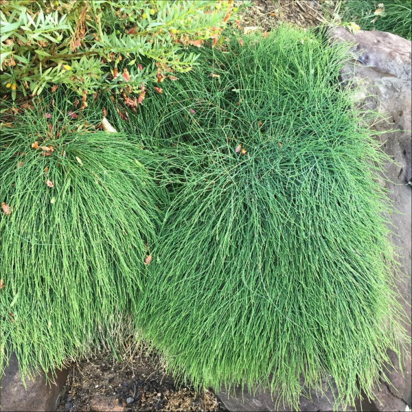 Casuarina glauca Shagpile