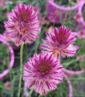 Ptilotus drummondii Magenta