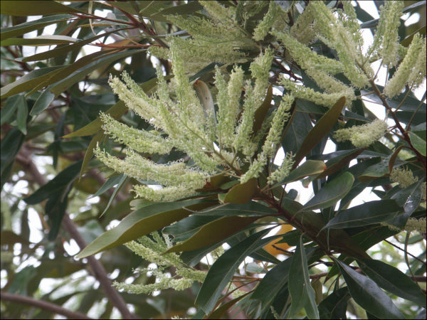 Grevillea baileyana Brown Silky Oak