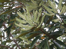 Load image into Gallery viewer, Grevillea baileyana Brown Silky Oak
