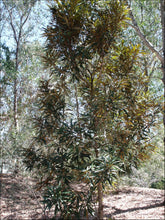 Load image into Gallery viewer, Grevillea baileyana Brown Silky Oak
