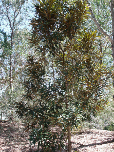 Grevillea baileyana Brown Silky Oak