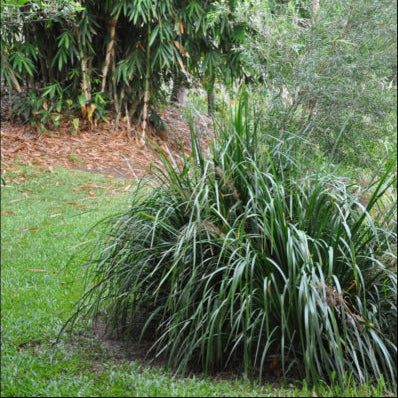 Lomandra hystrix