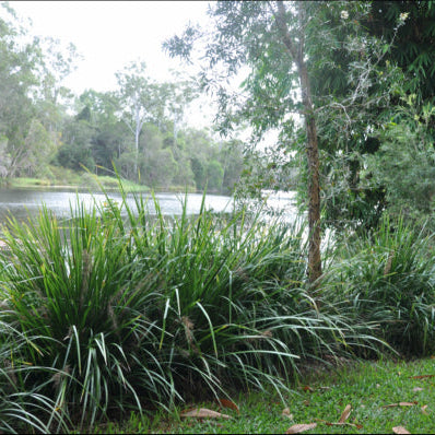 Lomandra hystrix