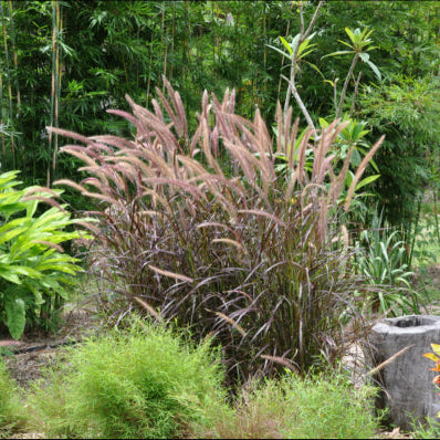 Pennisetum advena Rubrum