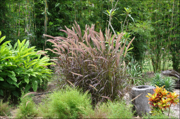 Pennisetum advena Rubrum