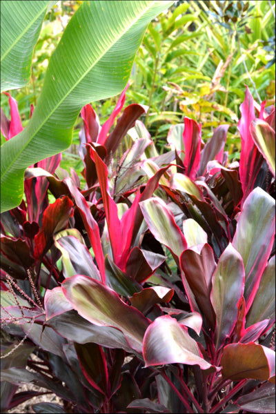 Cordyline fruticosa Rubra