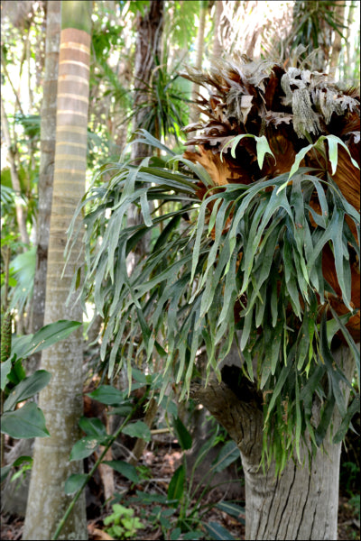 Platycerium bifurcatum