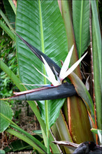 Load image into Gallery viewer, Strelitzia nicolai
