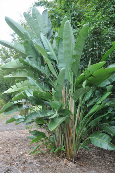 Strelitzia nicolai