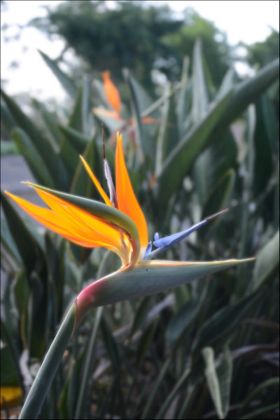 Strelizia reginae