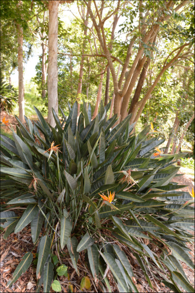 Strelizia reginae