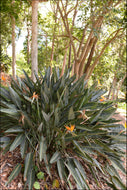 Strelizia reginae