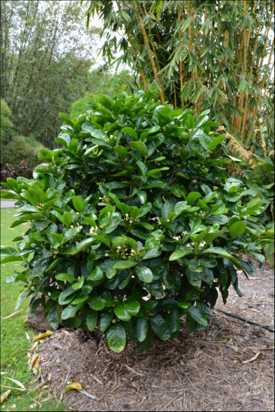 Atractocarpus fitzalanii (syn. Randia) Native Gardenia