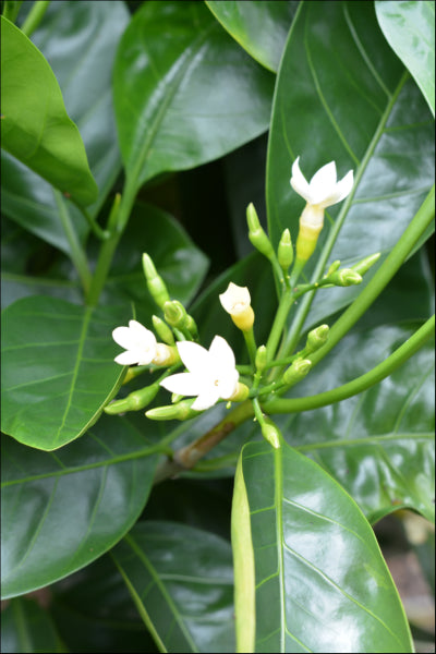 Atractocarpus fitzalanii (syn. Randia) Native Gardenia