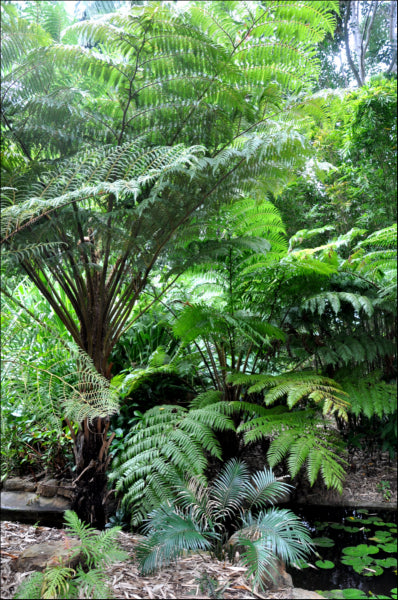 Cyathea cooperii Australian Tree Fern