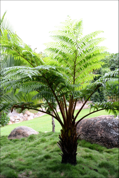 Cyathea cooperii Australian Tree Fern