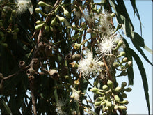 Load image into Gallery viewer, Corymbia citriodora
