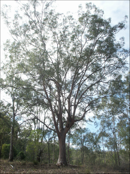 Corymbia citriodora