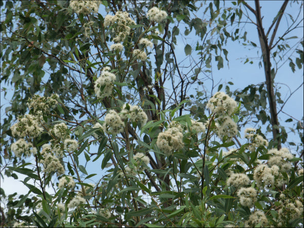 Eucalyptus curtisii