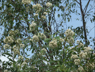 Eucalyptus curtisii