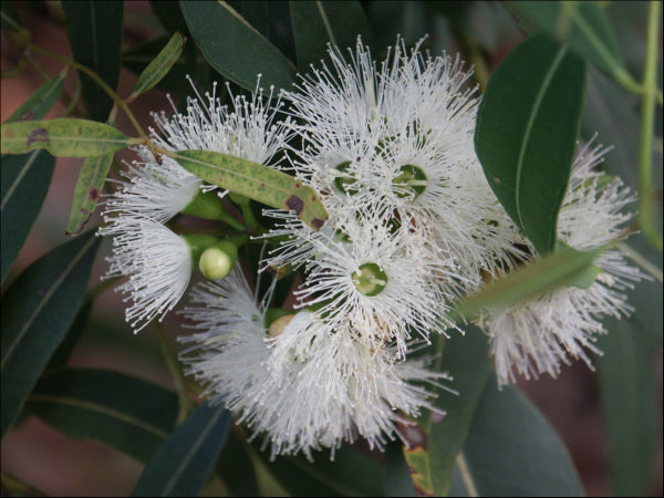 Eucalyptus curtisii