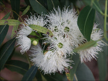 Load image into Gallery viewer, Eucalyptus curtisii
