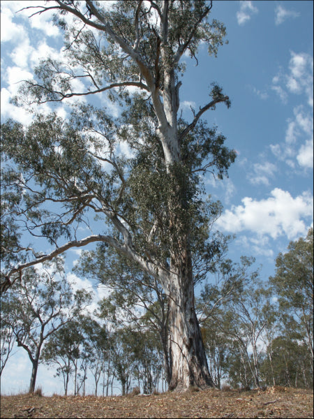 Eucalyptus tereticornis