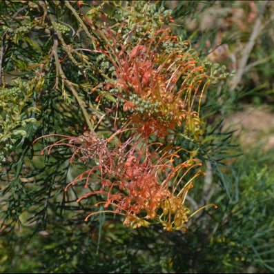 Grevillea hybrida Autumn Waterfall