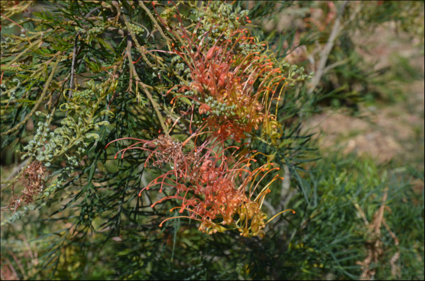 Grevillea Autumn Waterfall  PBR