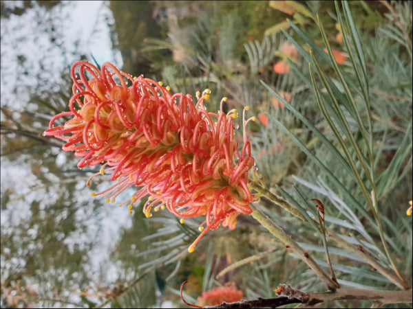 Grevillea Coastal Dawn