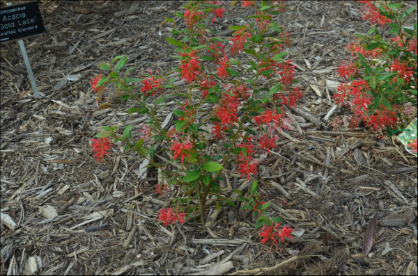 Grevillea Deua Flame (rhyolitica)