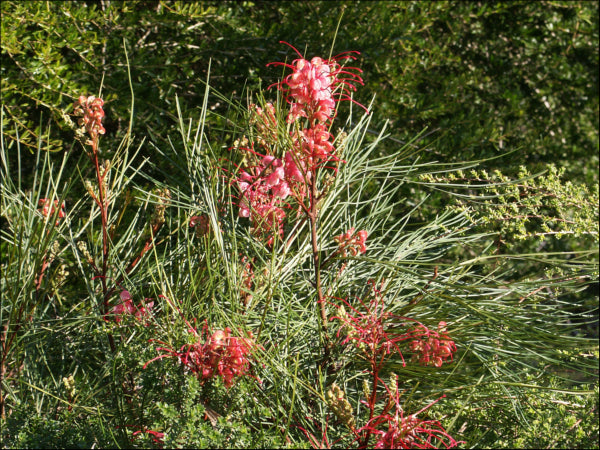 Grevillea Elegance