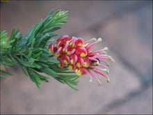 Load image into Gallery viewer, Grevillea Fireworks
