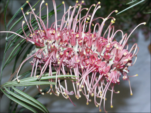 Grevillea Flamingo