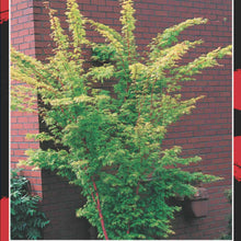 Load image into Gallery viewer, Acer palmatum Senkaki
