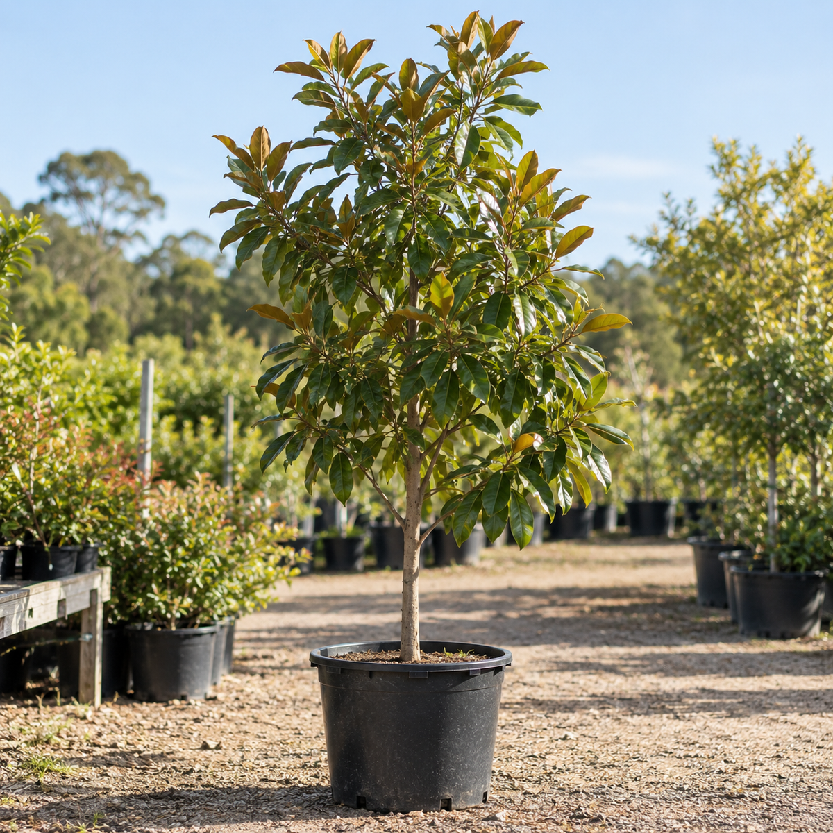 Trees · Grower's Pick