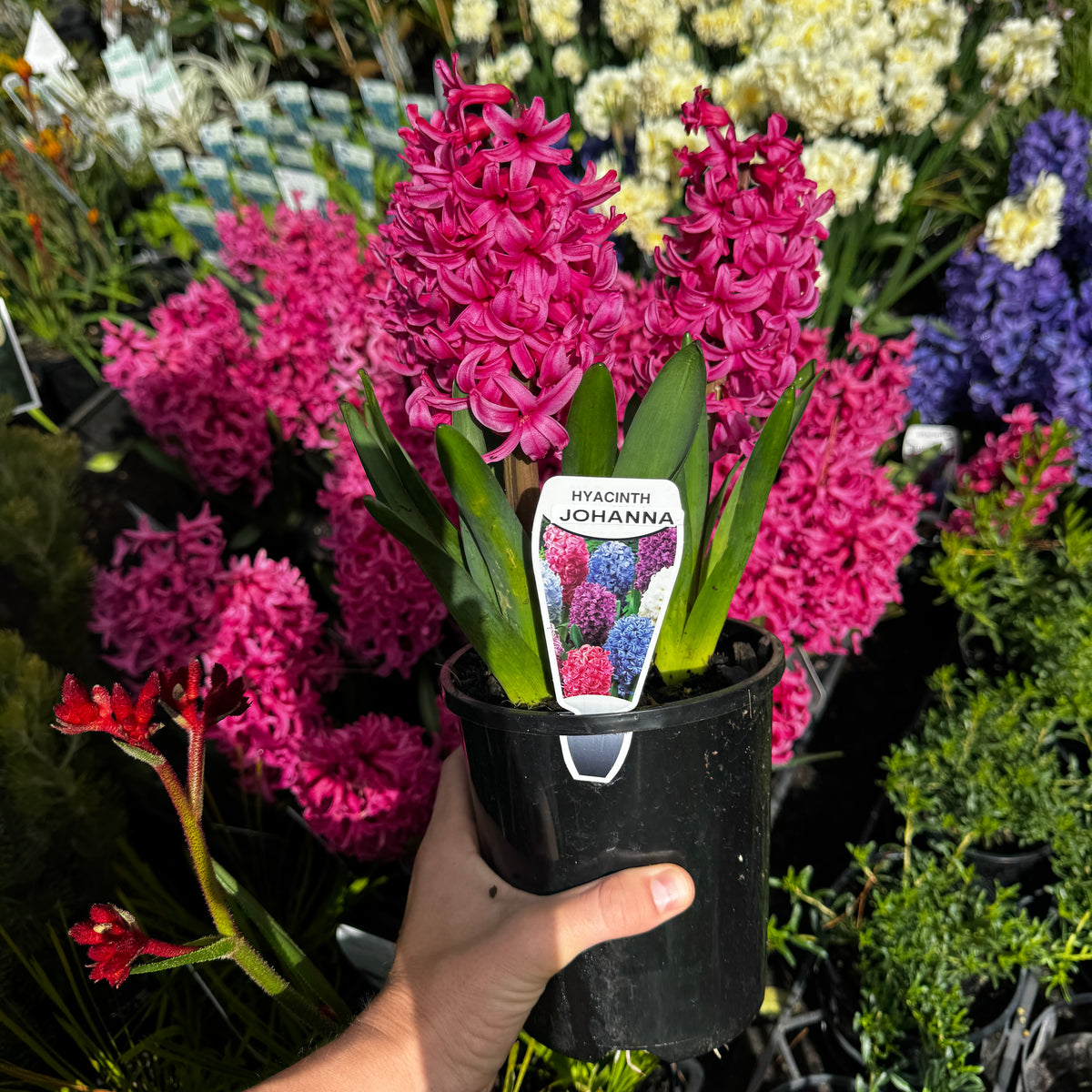 Hyacinthus orientalis Johanna