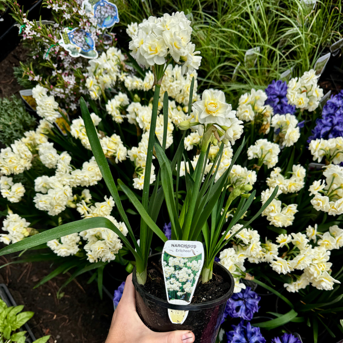 Narcissus jonquilla Jonquil Erlicheer