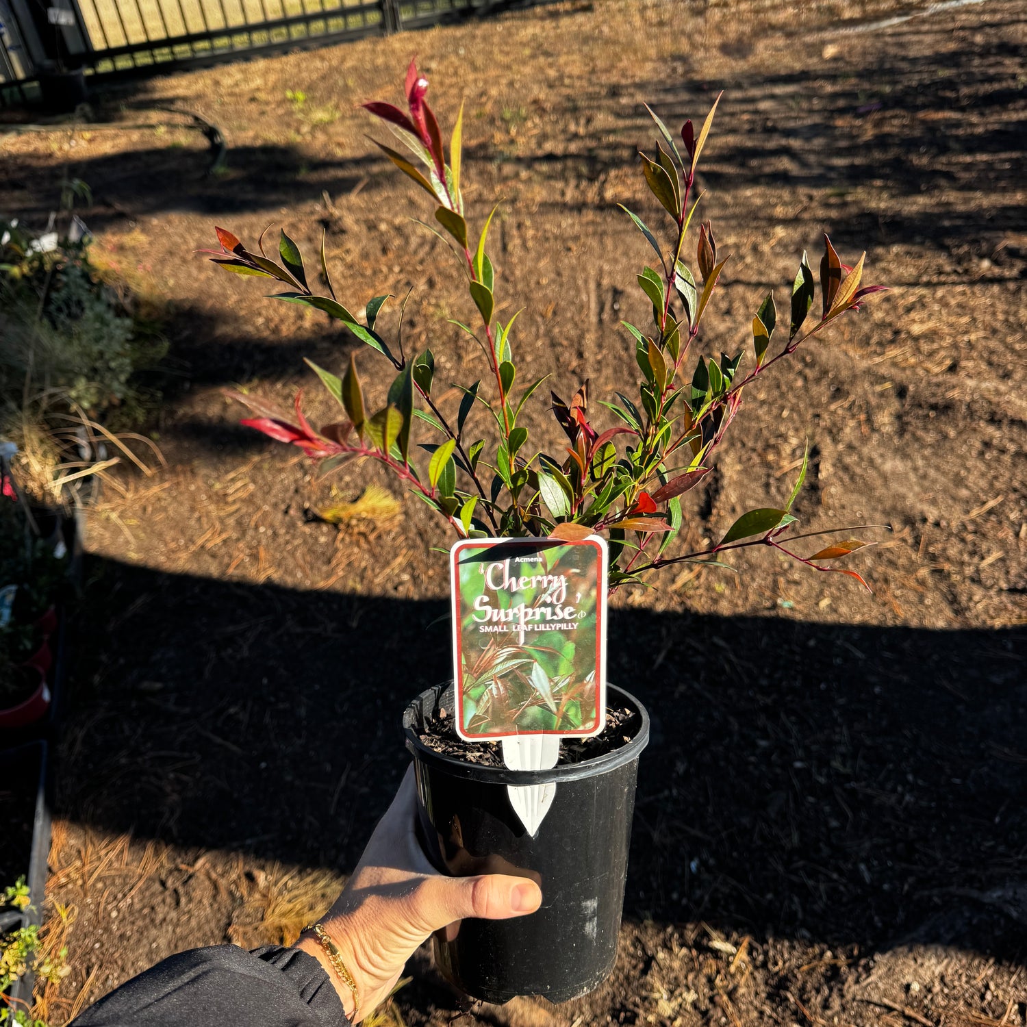Acmena smithii Cherry Surprise