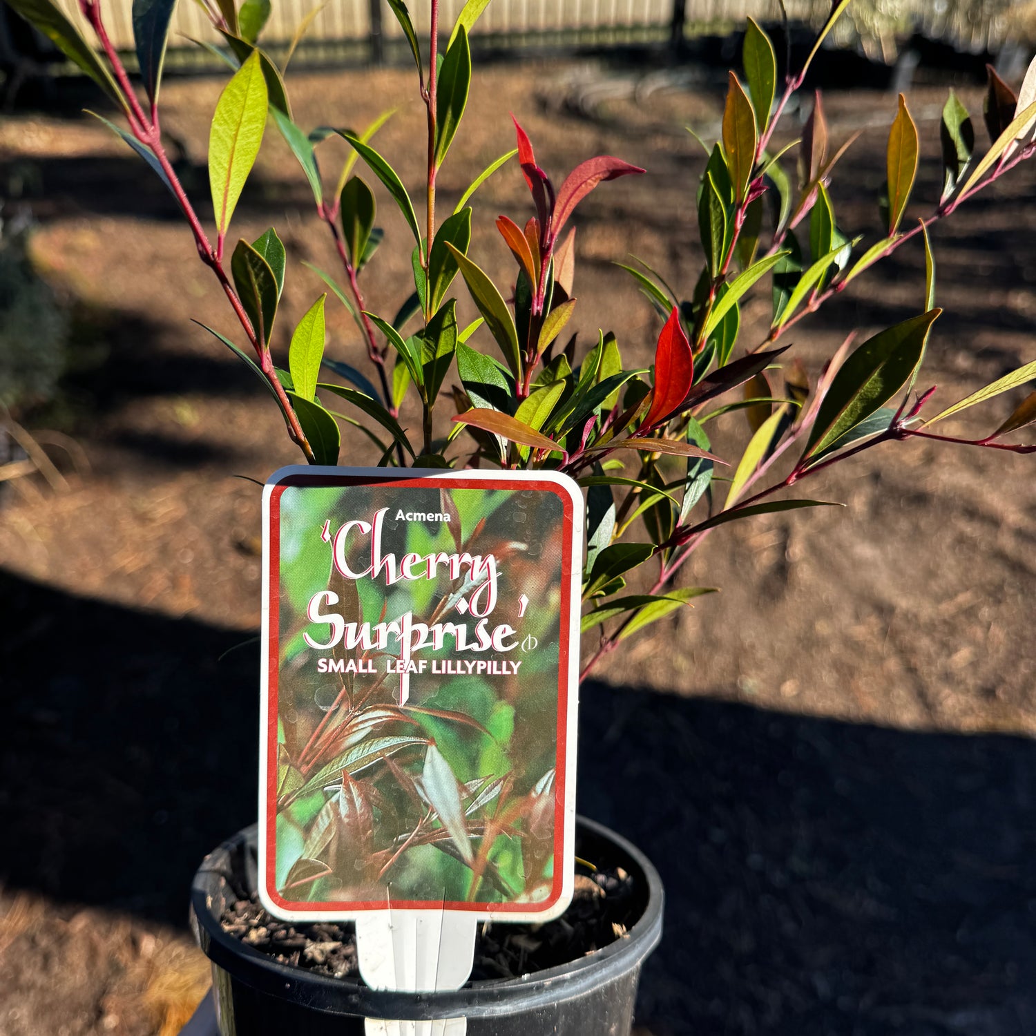 Acmena smithii Cherry Surprise
