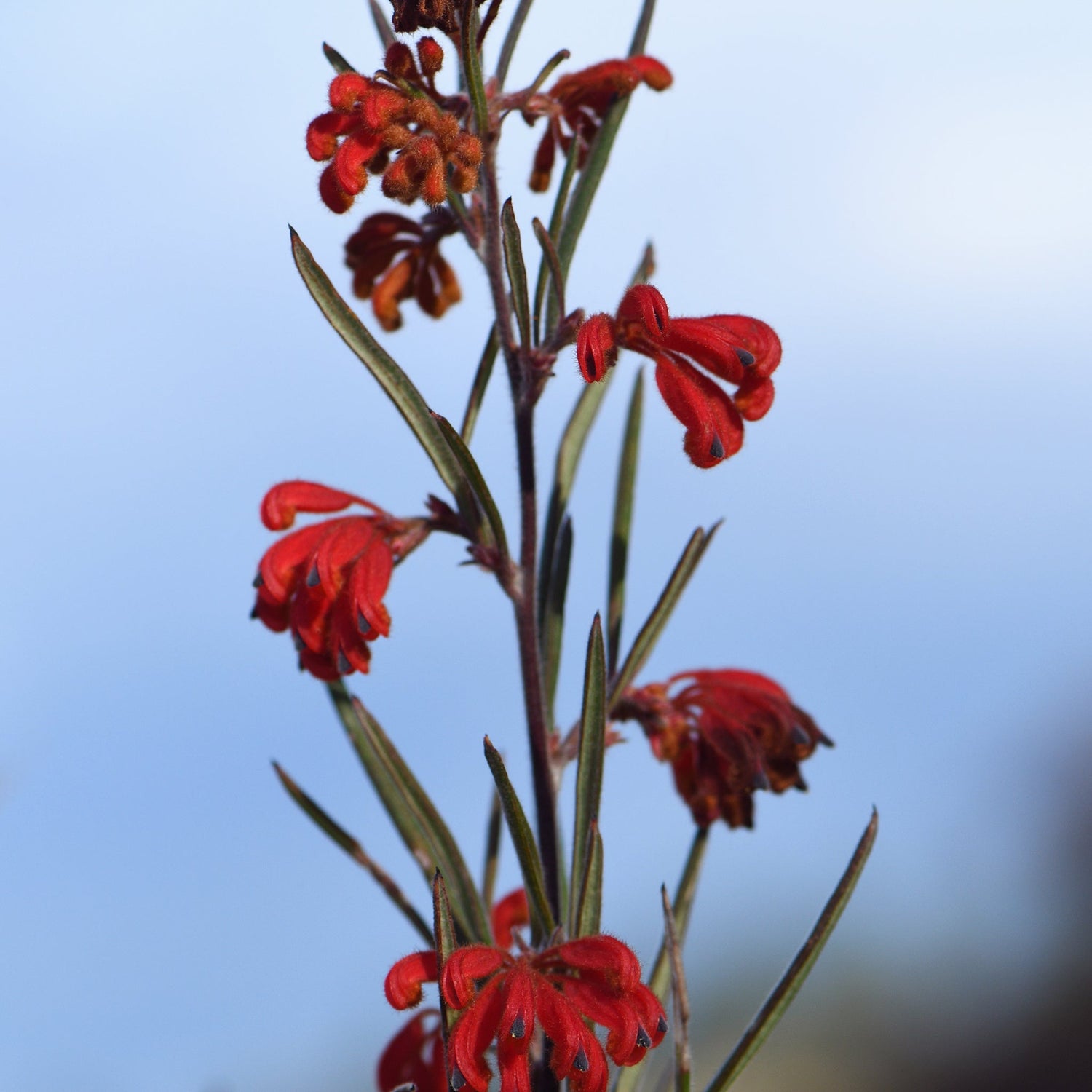Grevillea bronwenae Red Ochre