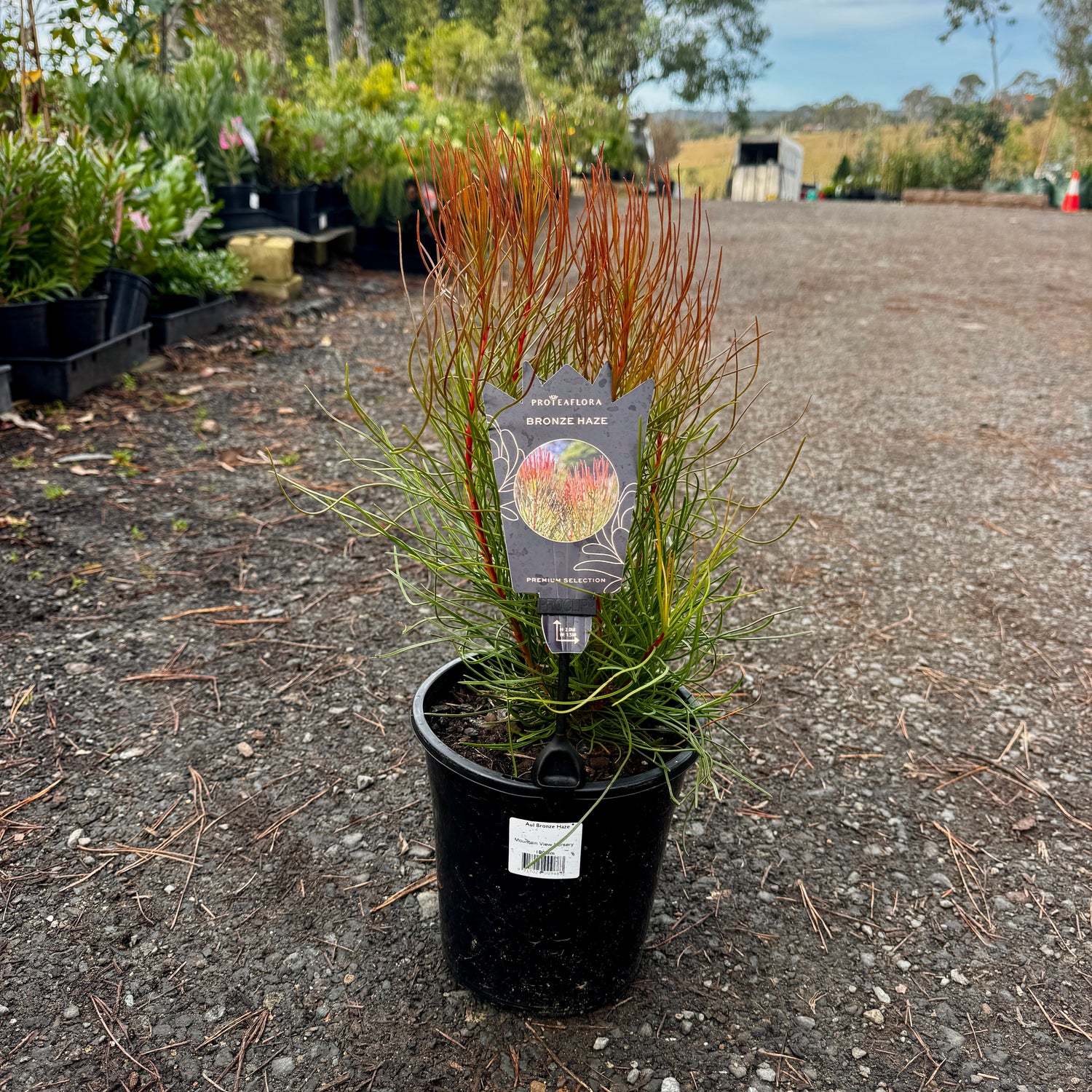 Aulax 'Bronze Haze' Featherbush