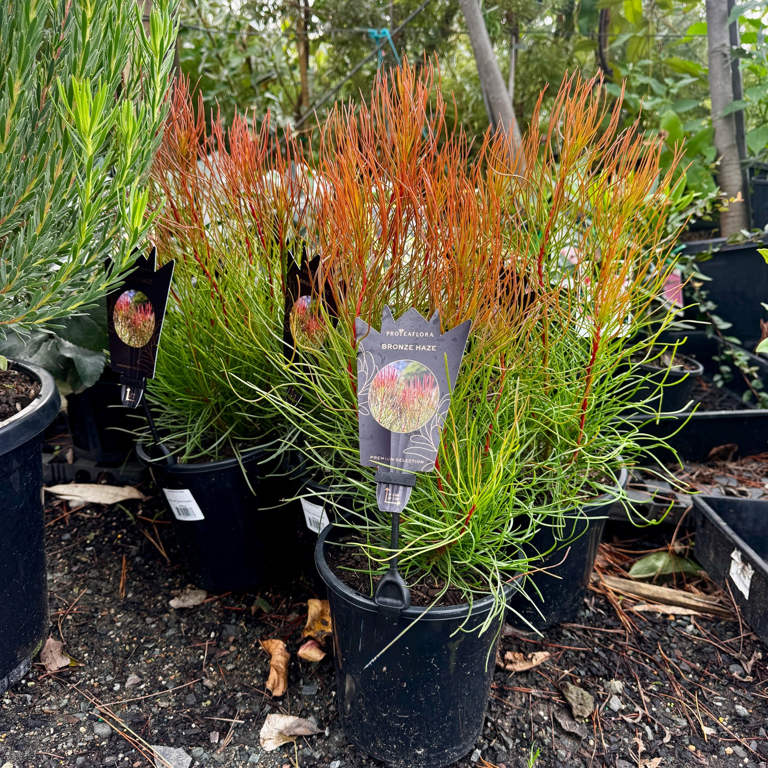 Aulax 'Bronze Haze' Featherbush