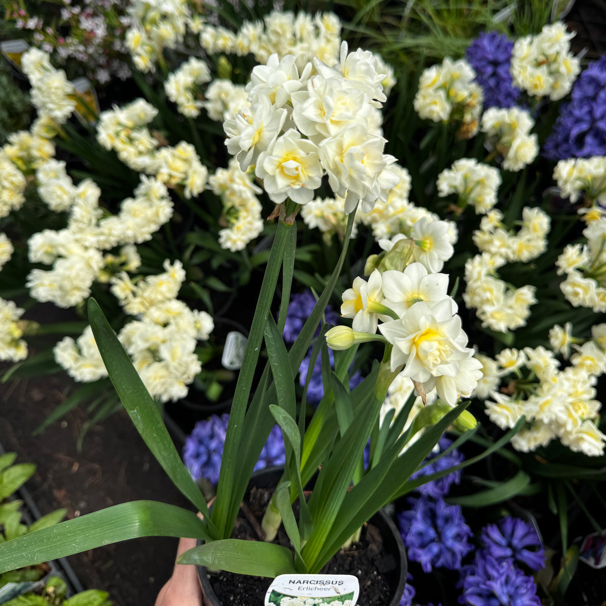 Narcissus jonquilla Jonquil Erlicheer