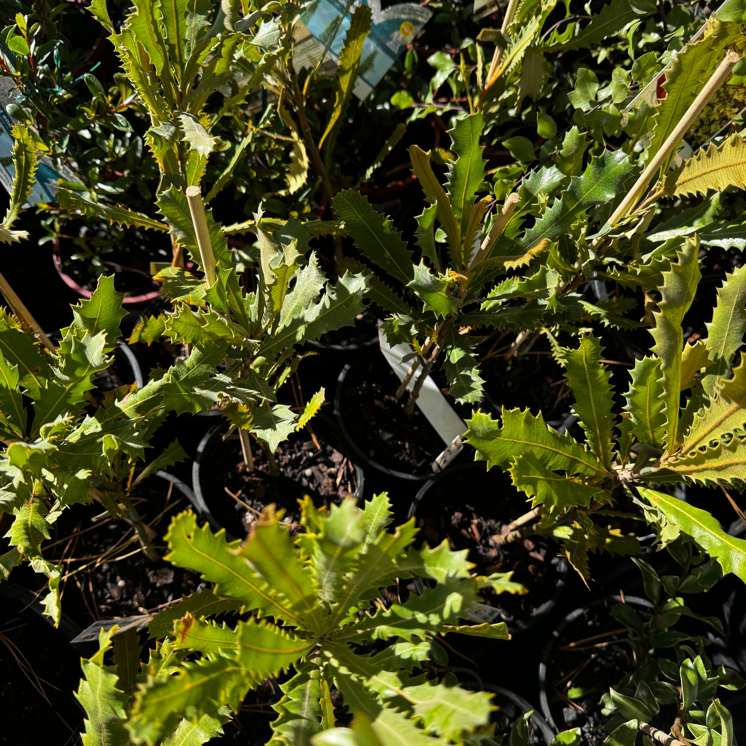 Banksia caleyi Red Lantern